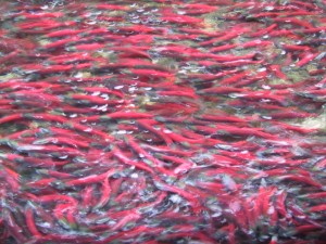 Redfish 003