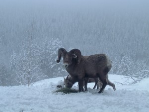 2012 March SheepFeed 024-1